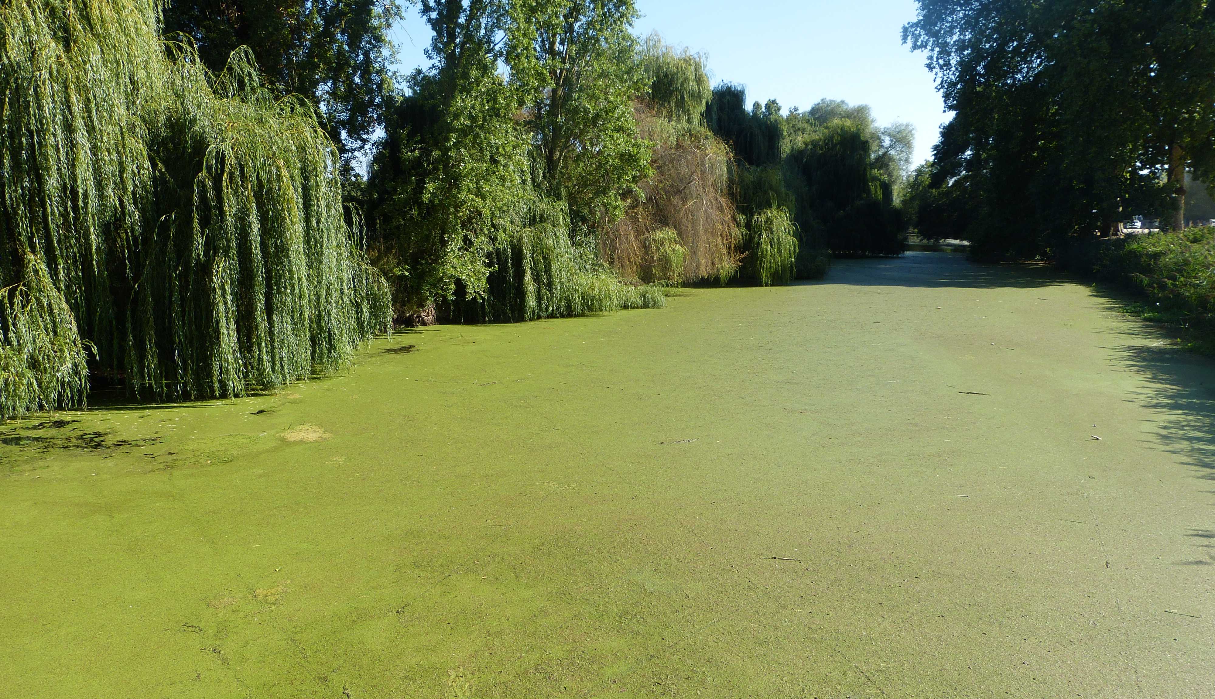 The river Indre, almost completely covered by a velvety layer of toxic blue-green algae