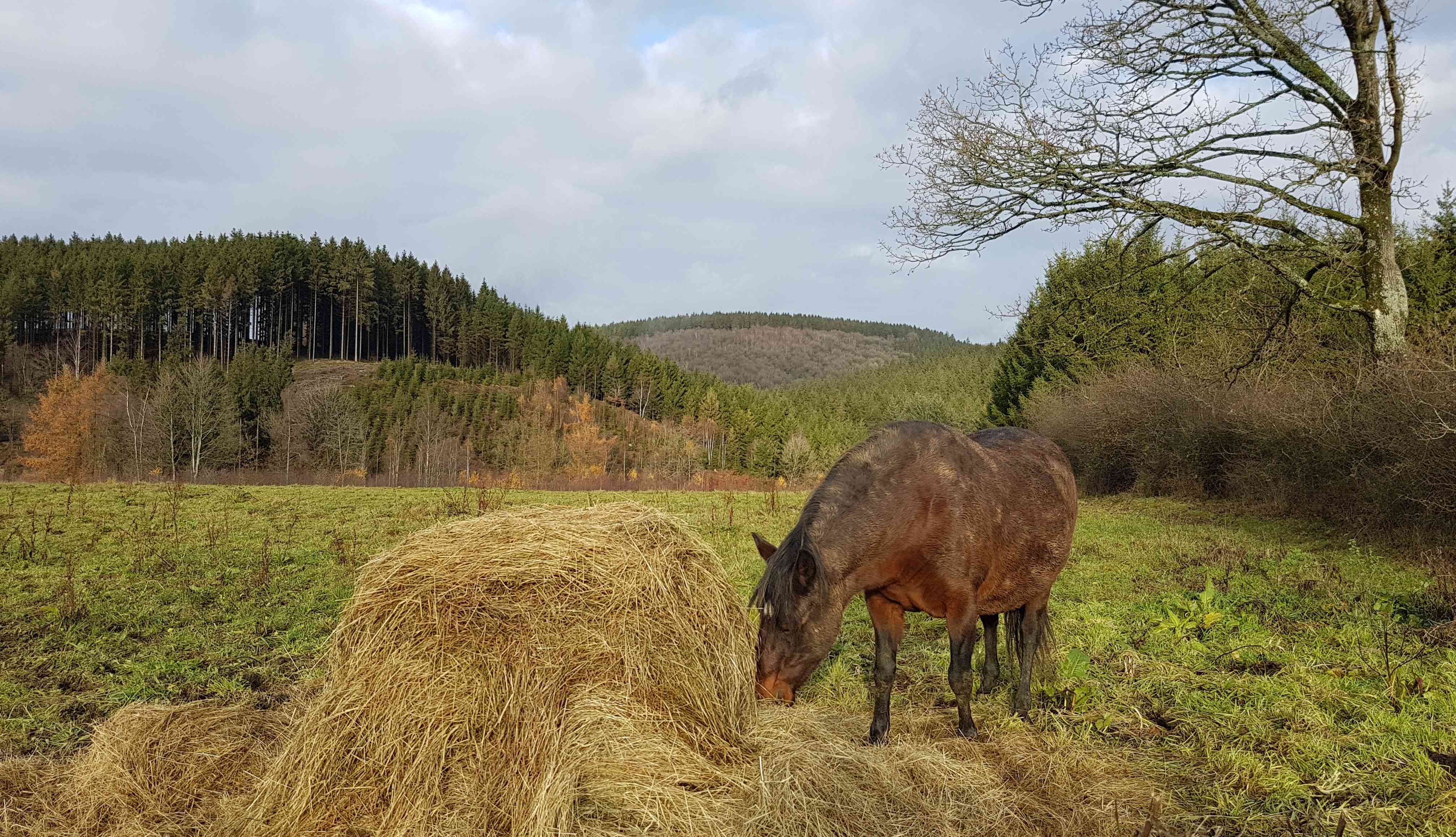 A view of the French Ardennes