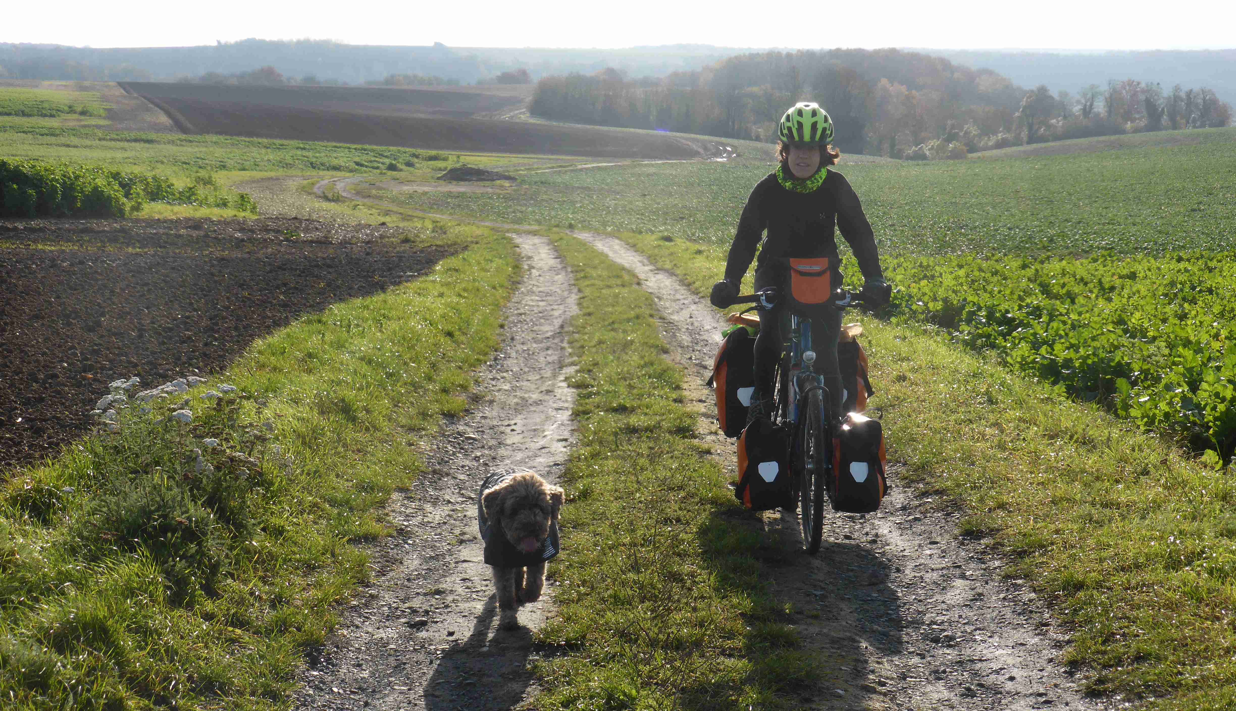 Zola trotting happily through the paths of the Champagne-Ardenne region