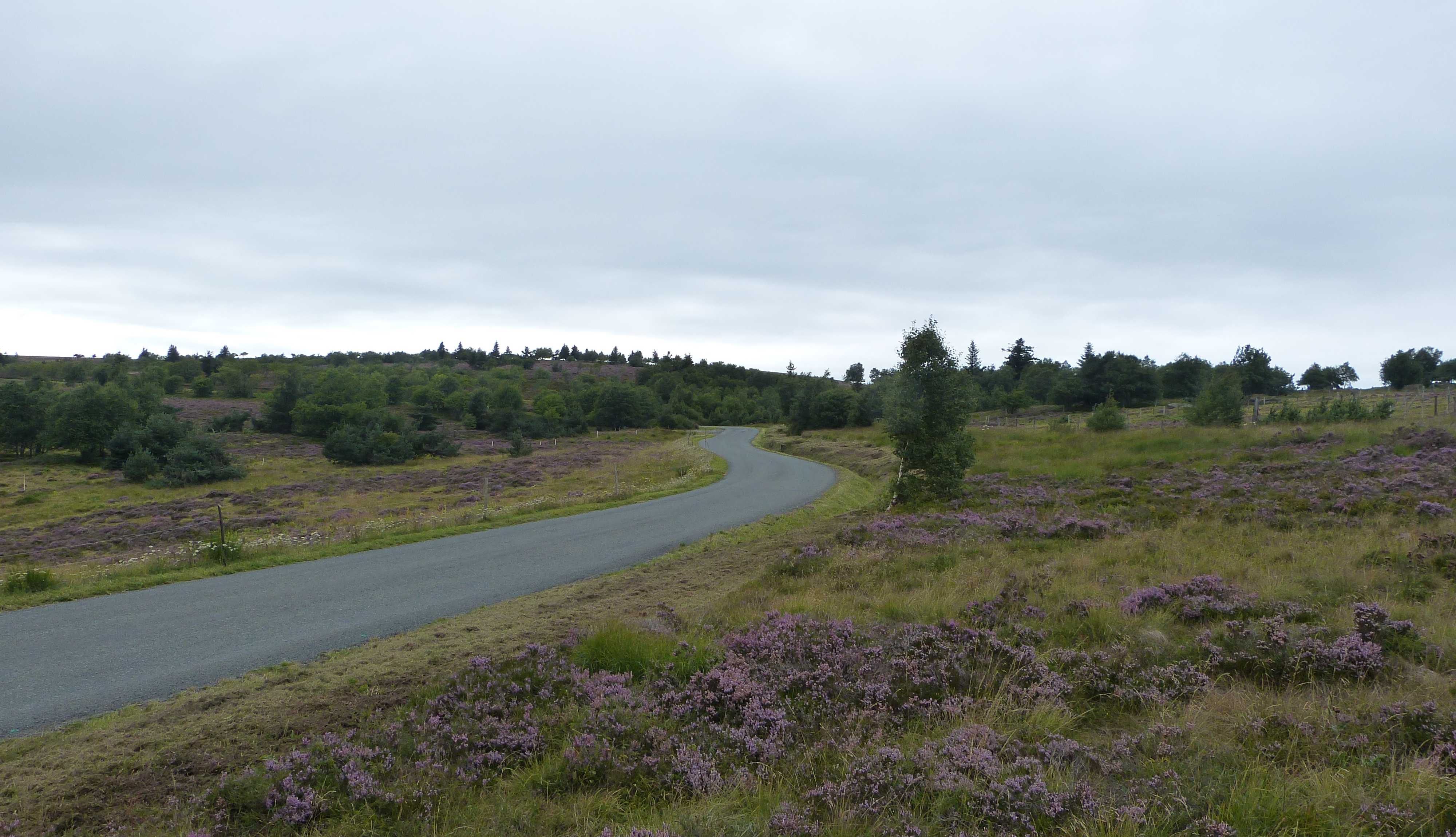 Beautiful heather near one of the many cols we cycled through