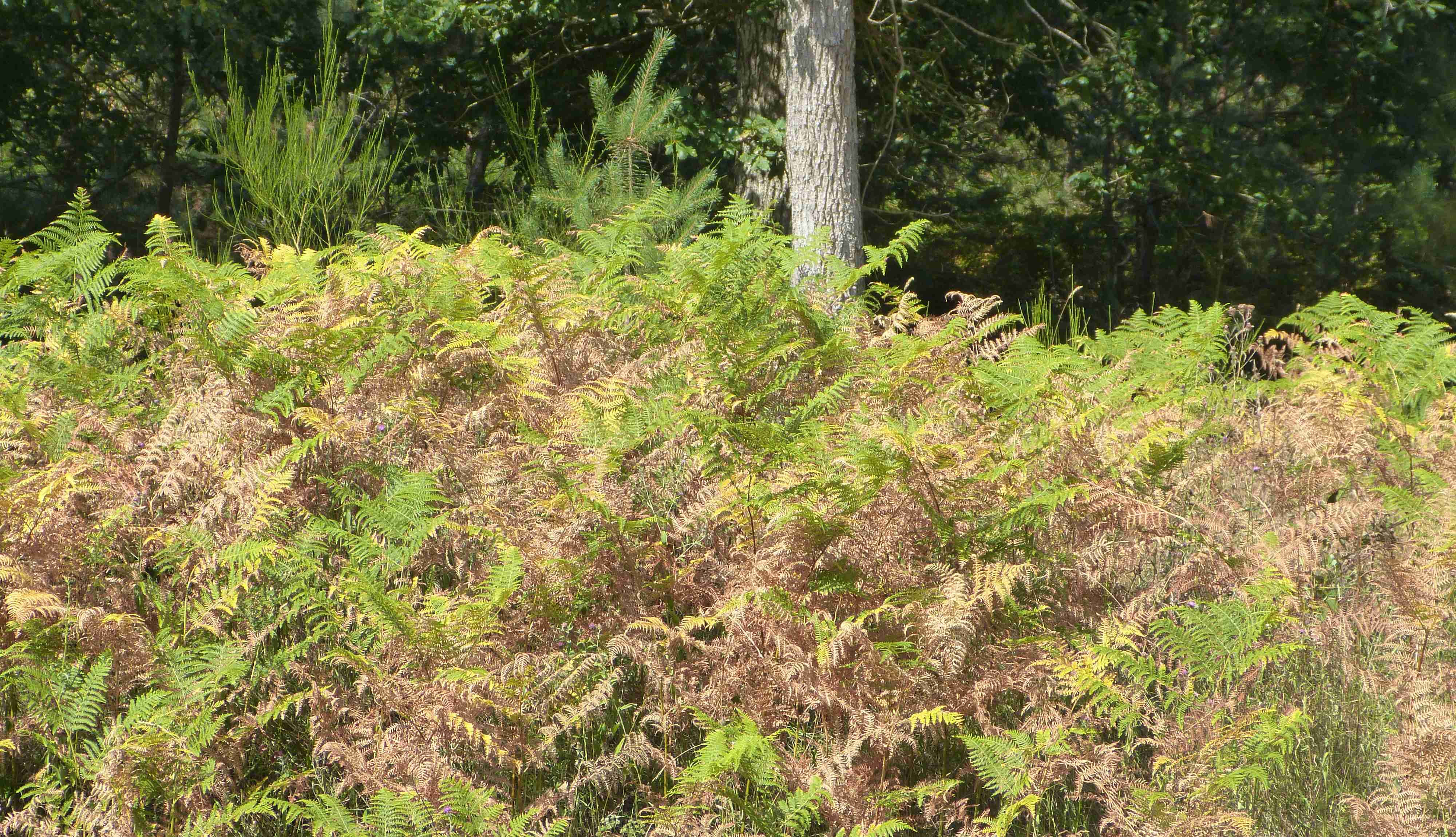 Burned ferns