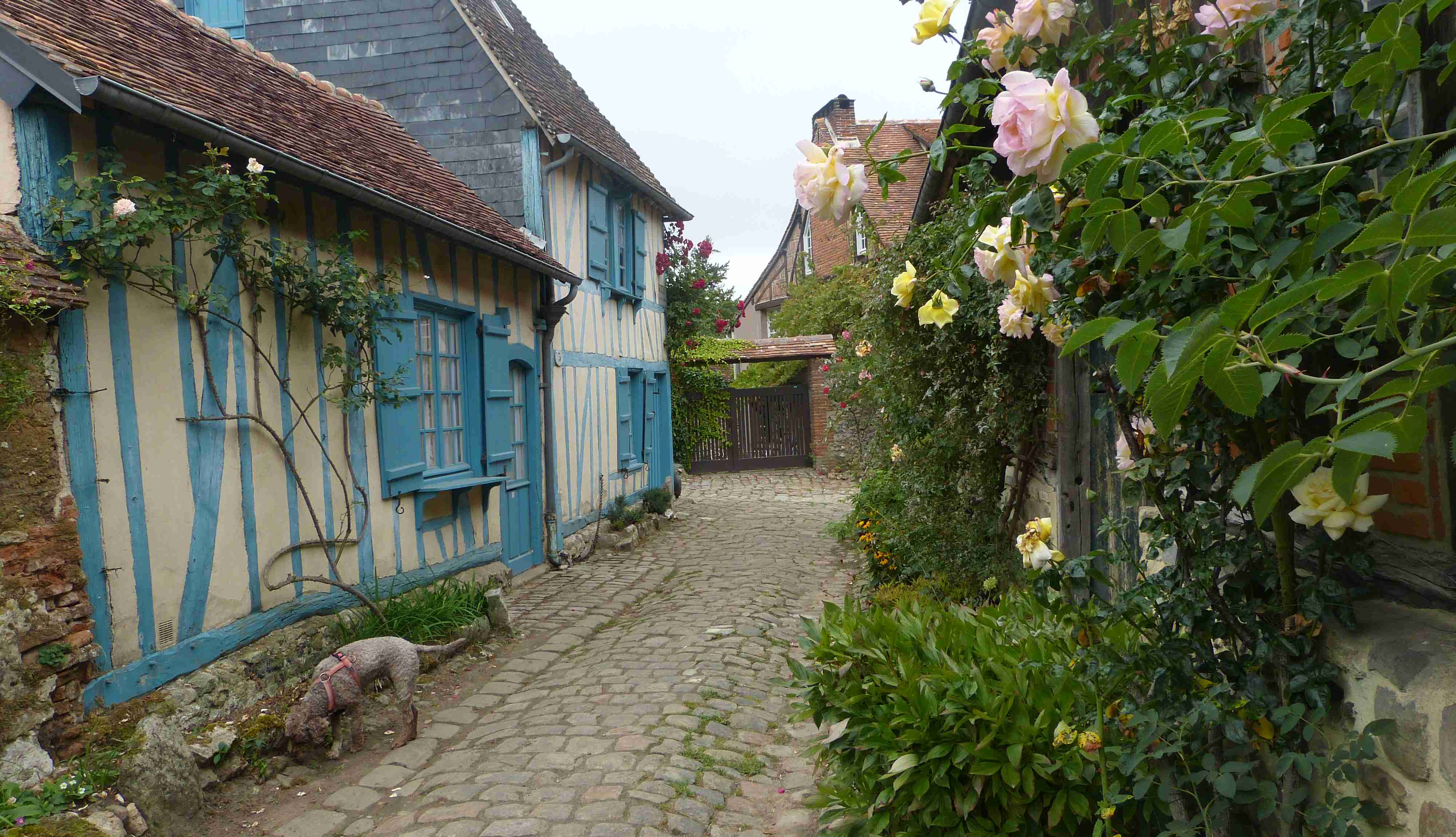 Zola sniffs, probably some dog pee, along a narrow cobbled lane in Gerberoy