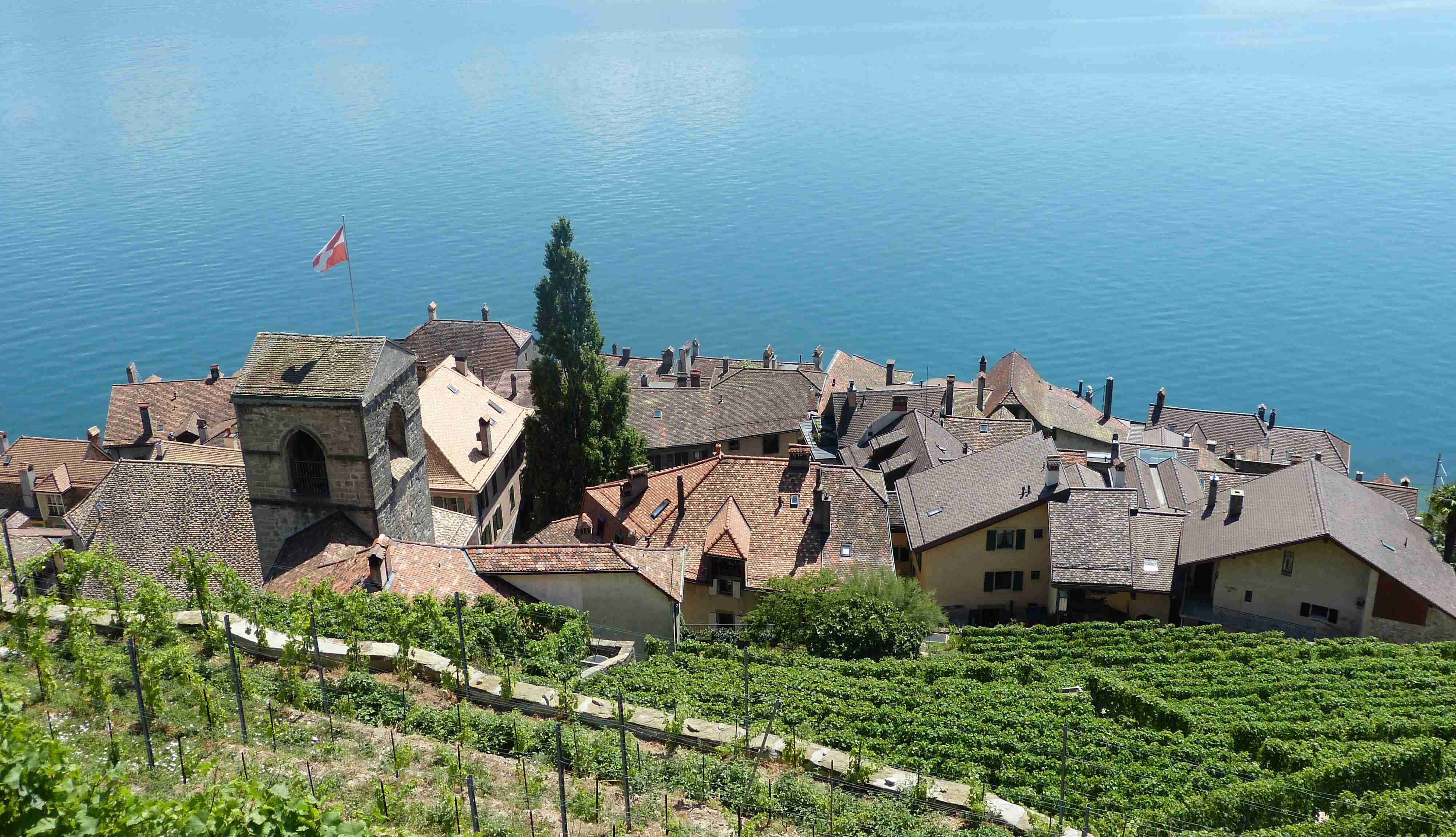 A view of lake Léman from the terraced vineyards between Montreux and Lausanne