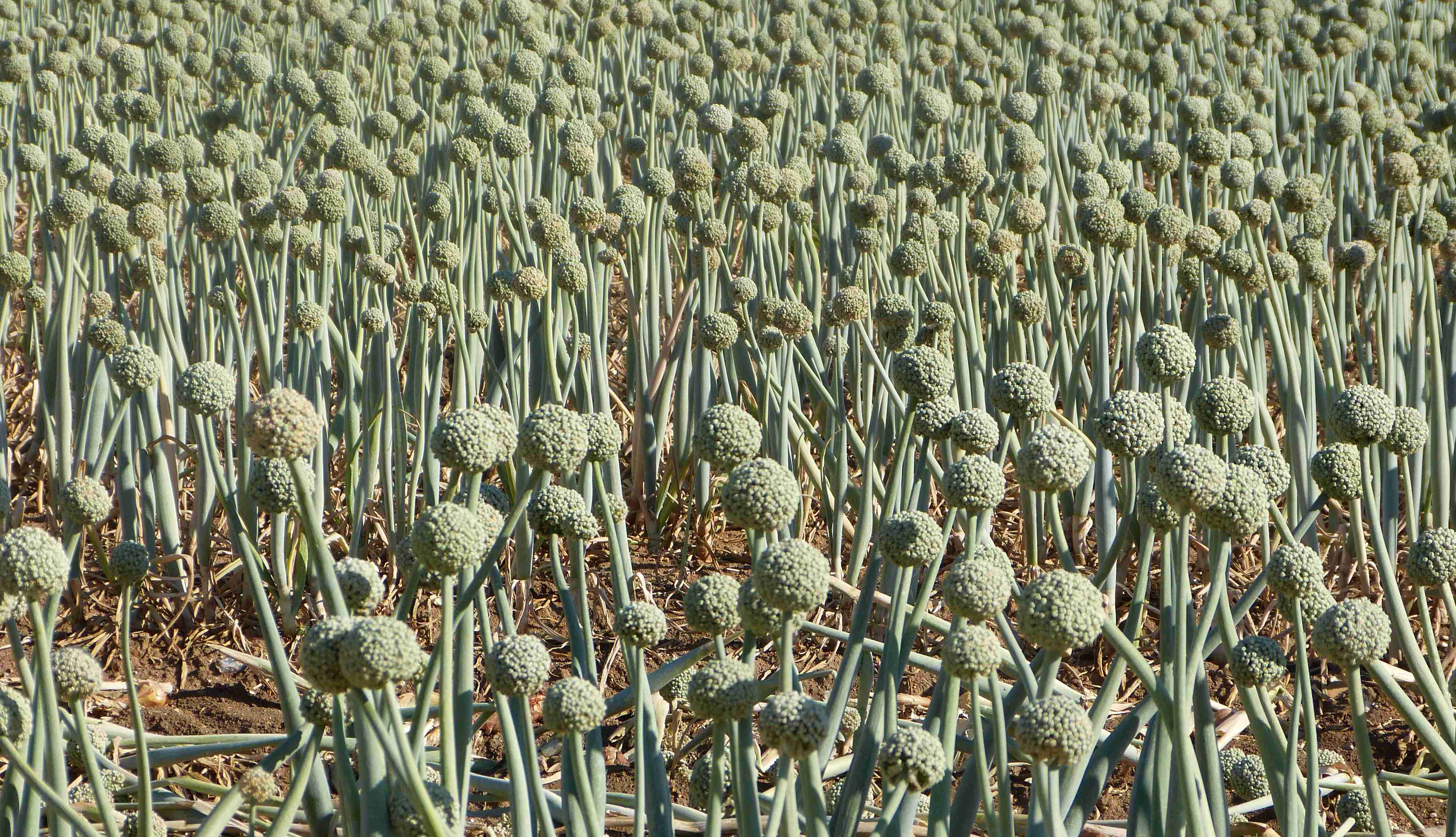 Onion(?) field in Bourgogne