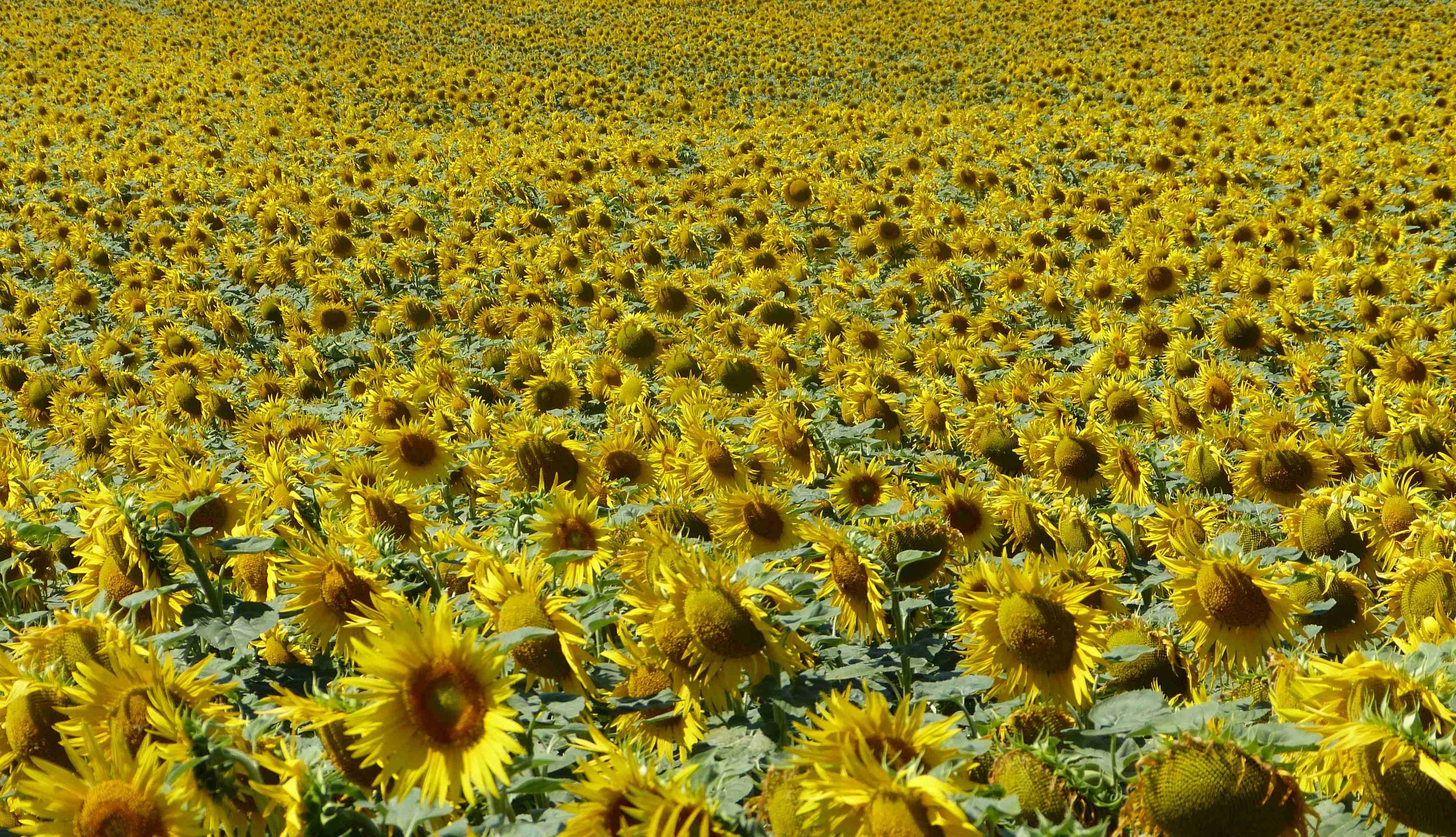 Sunflower field in Bourgogne