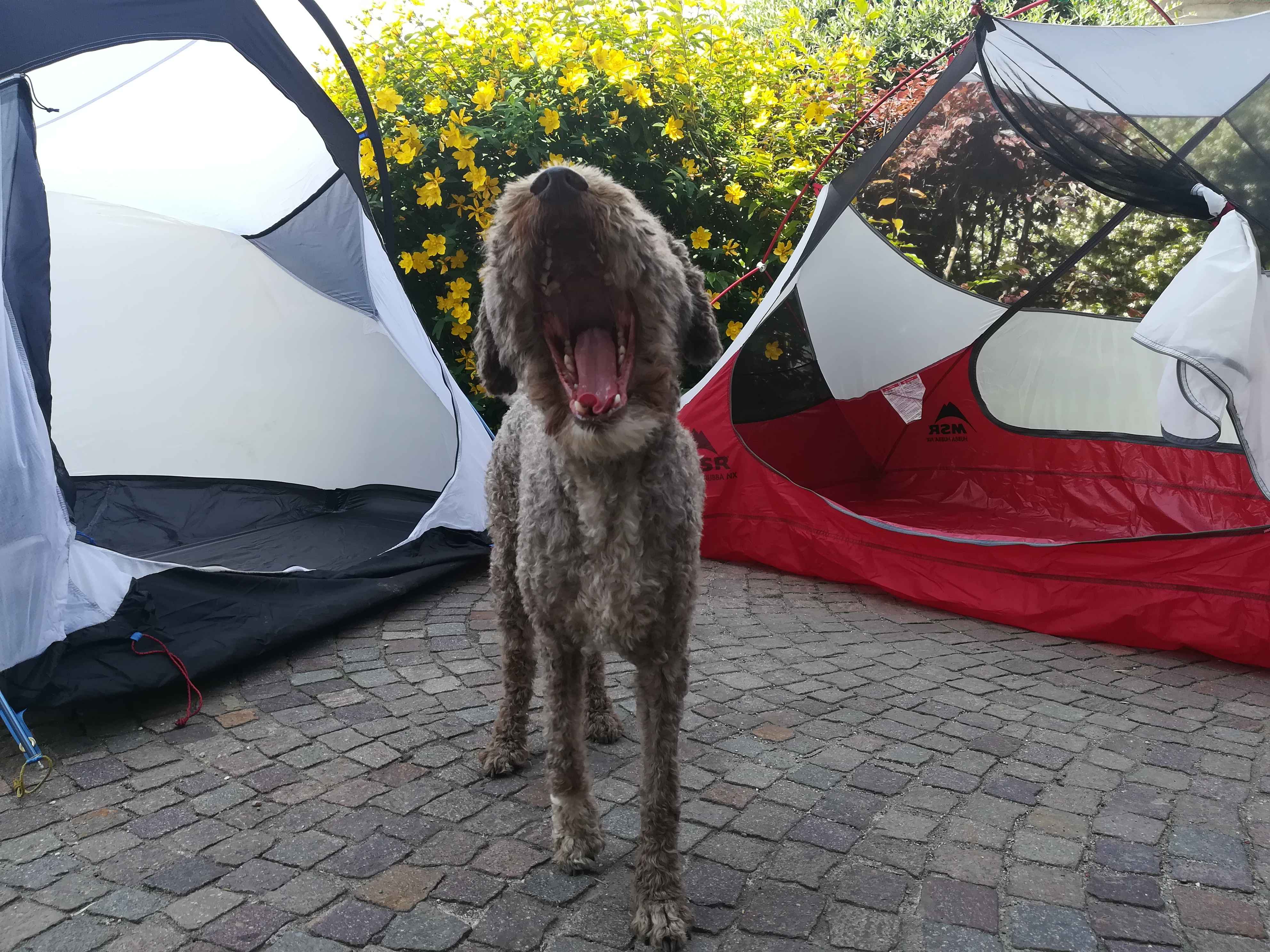 Which tent to take?