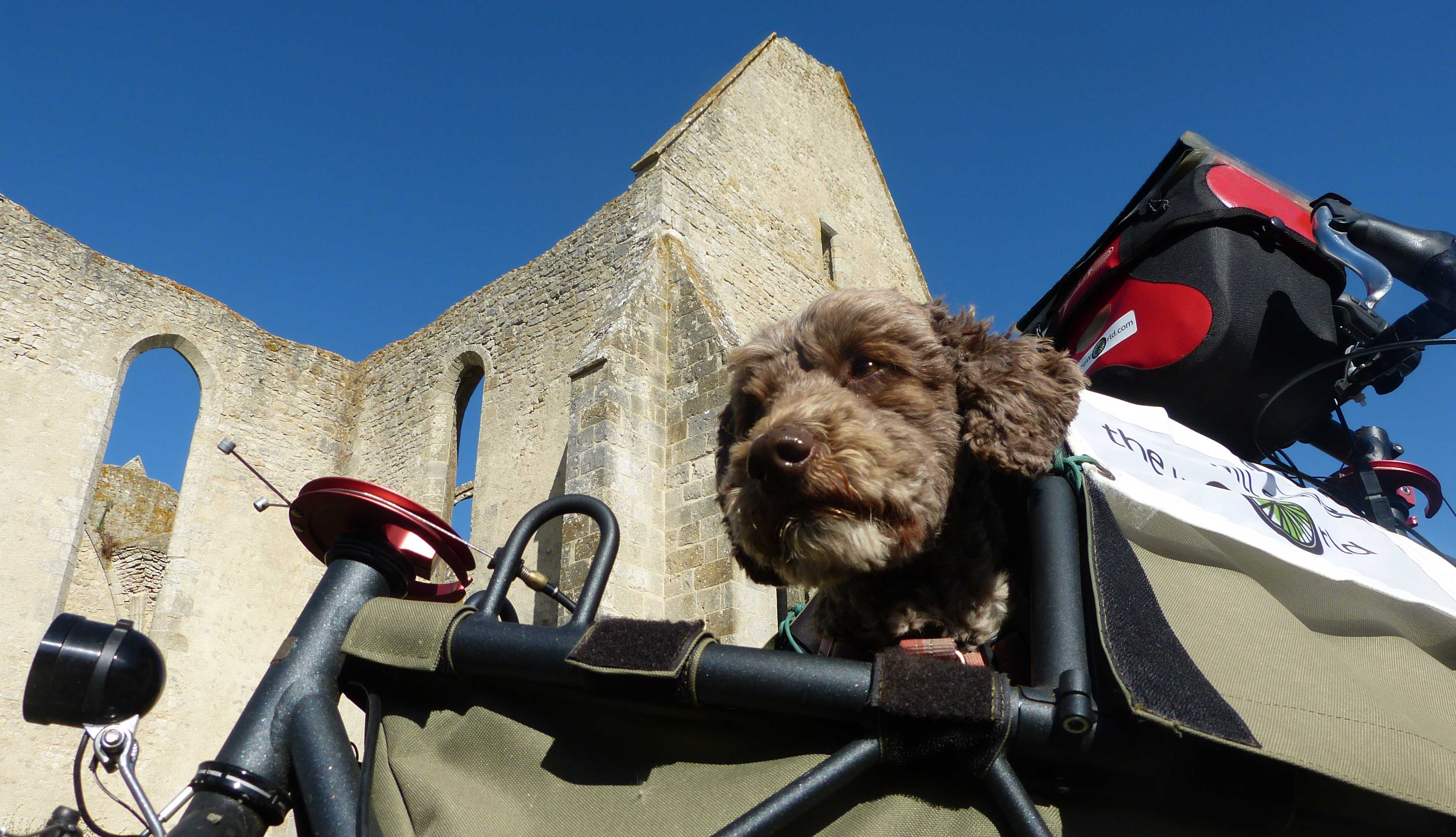 Zola is not too happy of posing for us at the church of Saint-Lubin, in Yèvre-le-Châtel