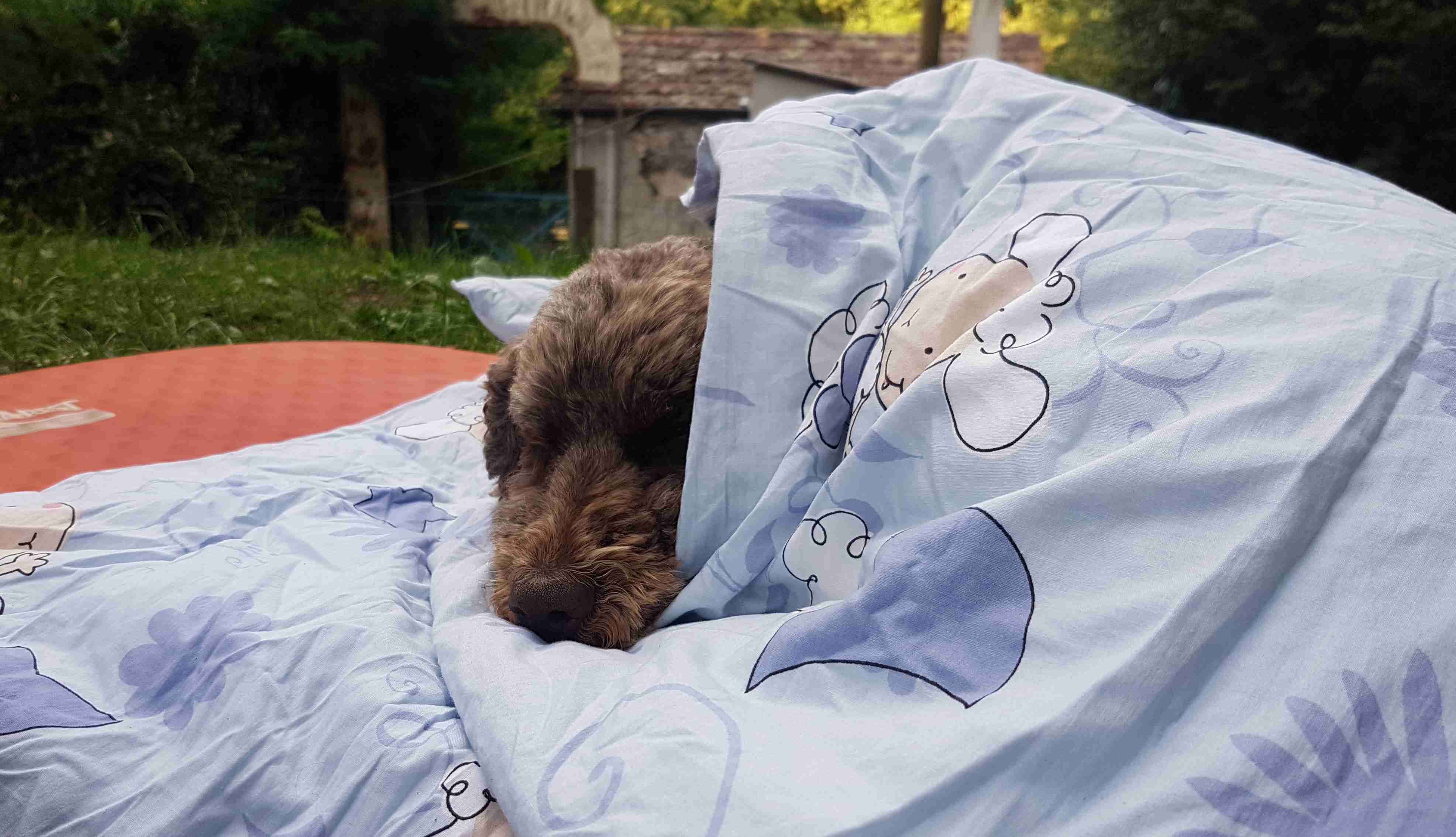 Zola enjoys a bit of warmth in her sleeping bag while waiting for her evening meal