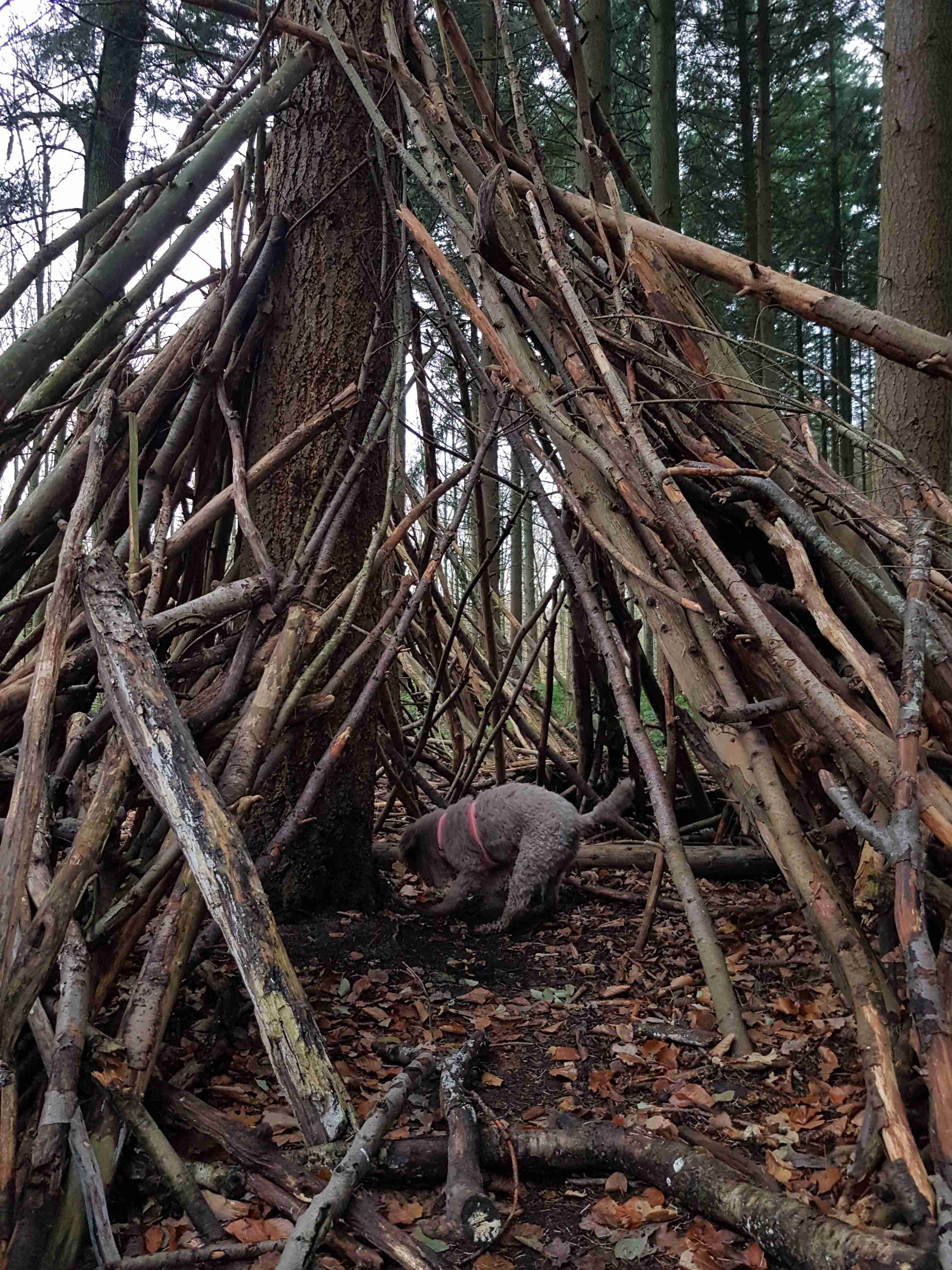 In the woods outside Liège, Zola thought she found a better place to sleep than what we could offer her in the tent! So she immediately started digging to prepare for the night