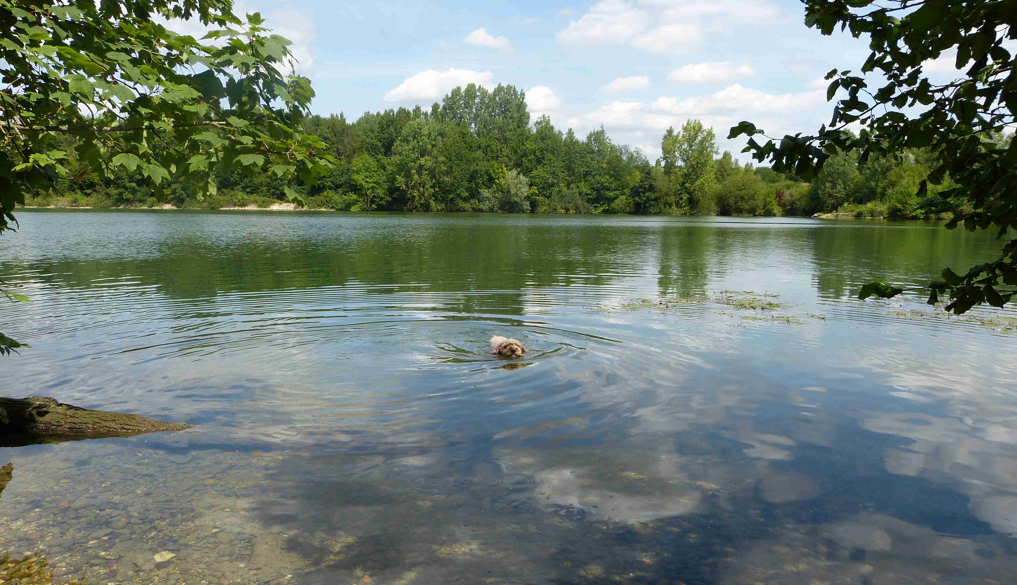 Zola swimming in a lake to cool down