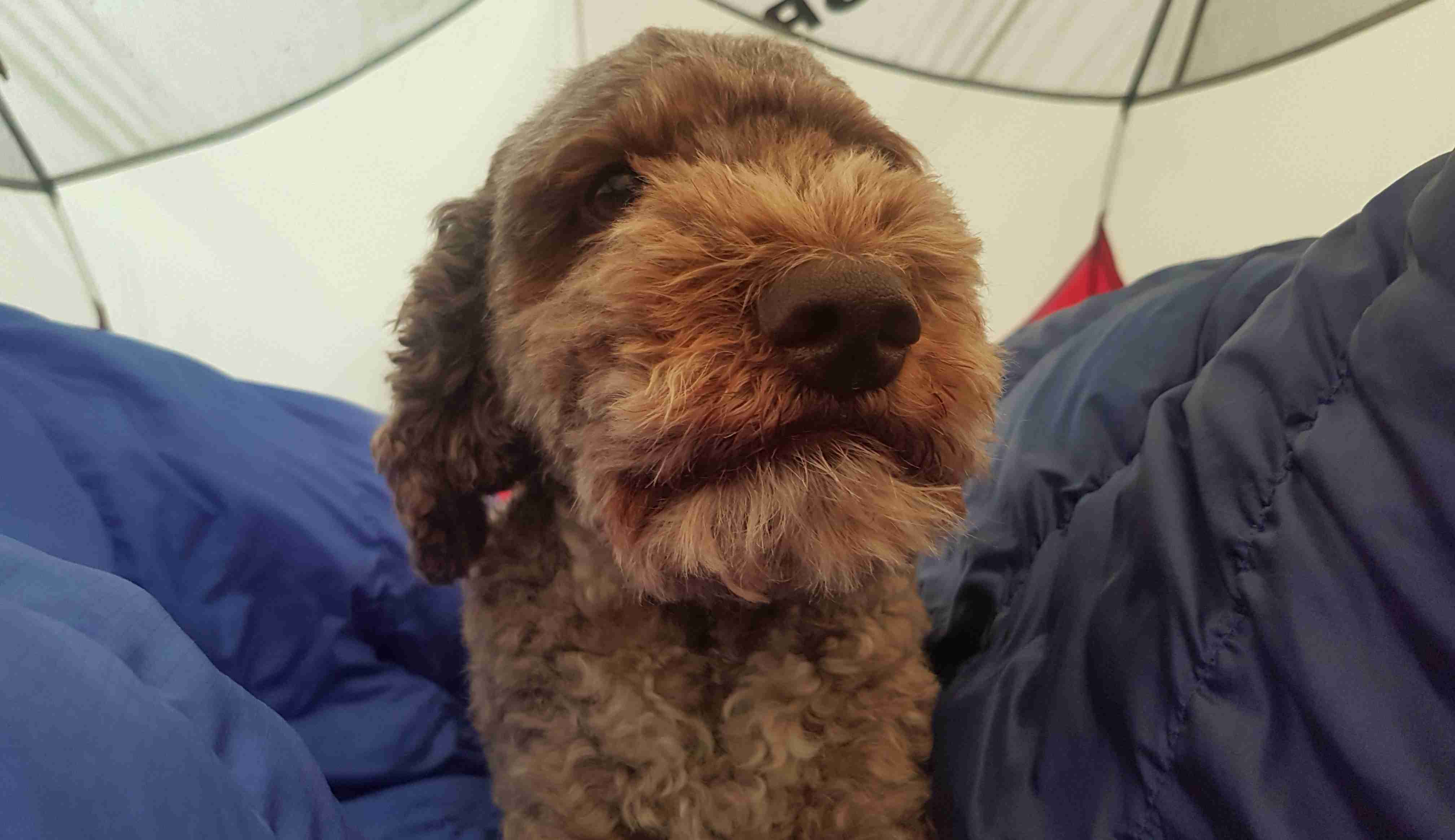This is me in the morning, waking my humans up from my sleeping position in the middle of the tent